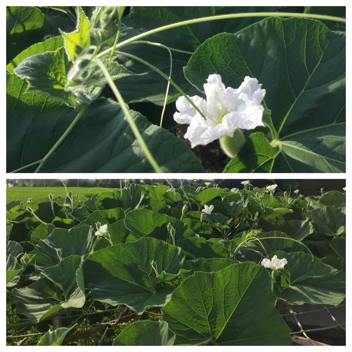 Read more about the article 蕭秀琴專欄／目珠花花　夕顏花蔓衍成瓠杓pu shogˋ